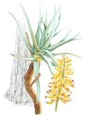 Aloe dichotoma